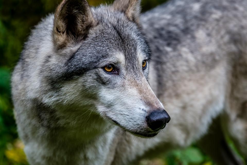 Alaskan Timber Wolf | Shutterbug